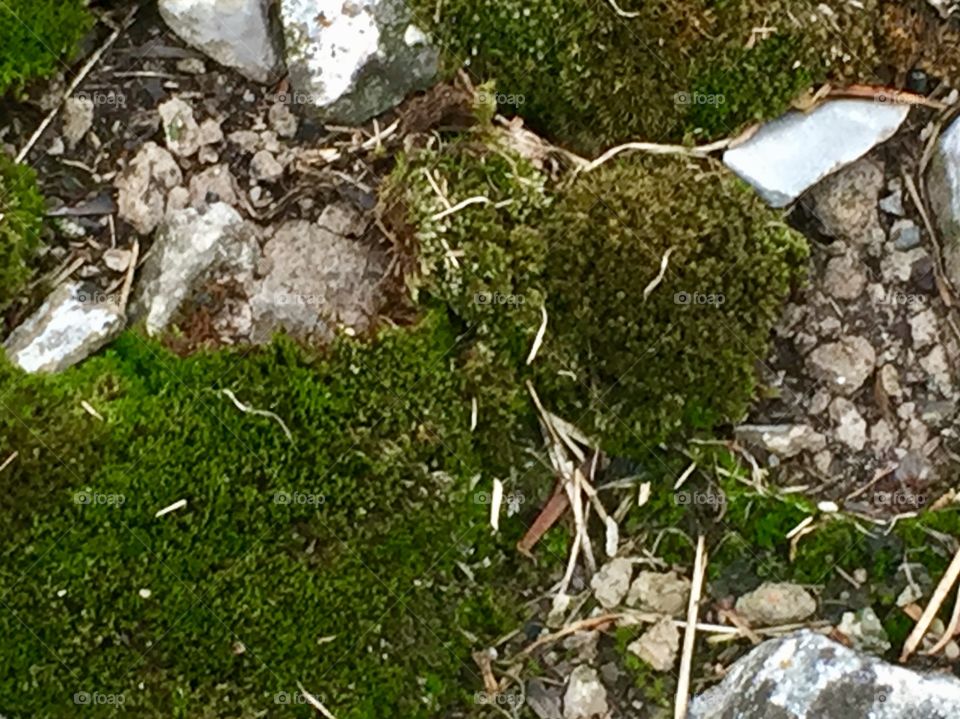 Moss and stones