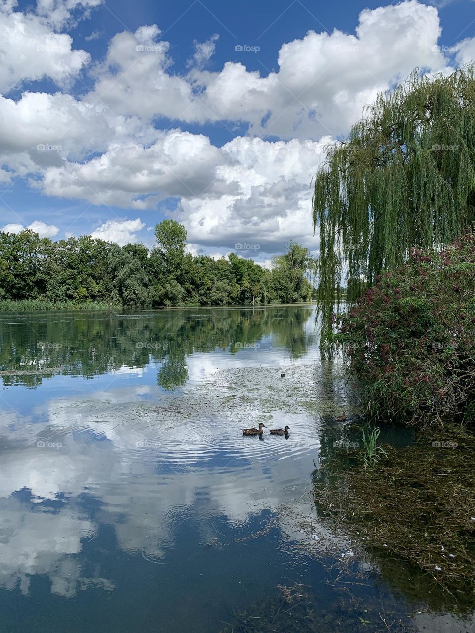 A romantic glimpse of the course of the Sile river on a splendid summer day. This stream is known for being the longest spring river in Italy.