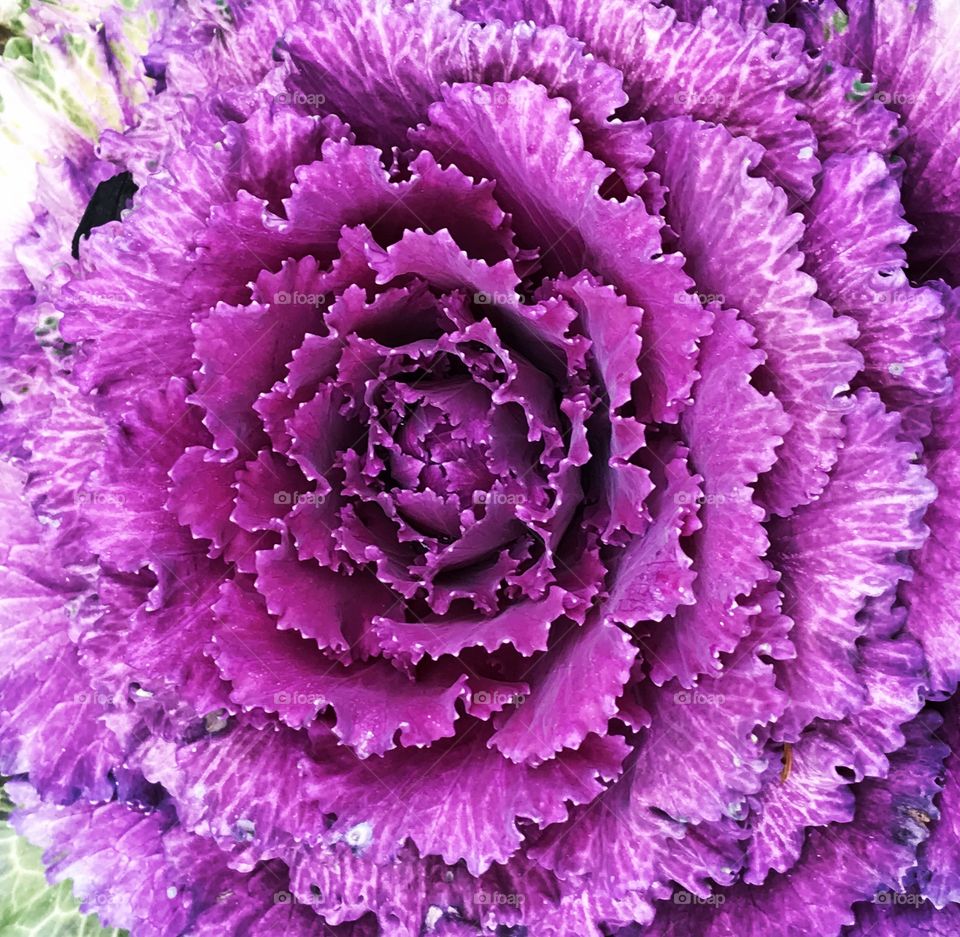 Winter cabbage 