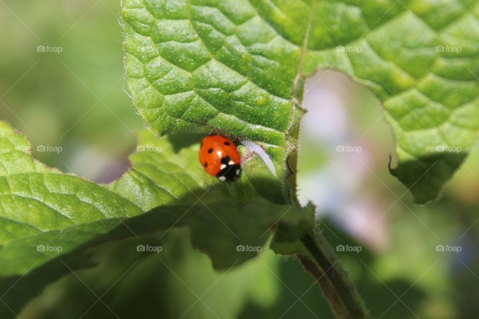 Ladybird closeup