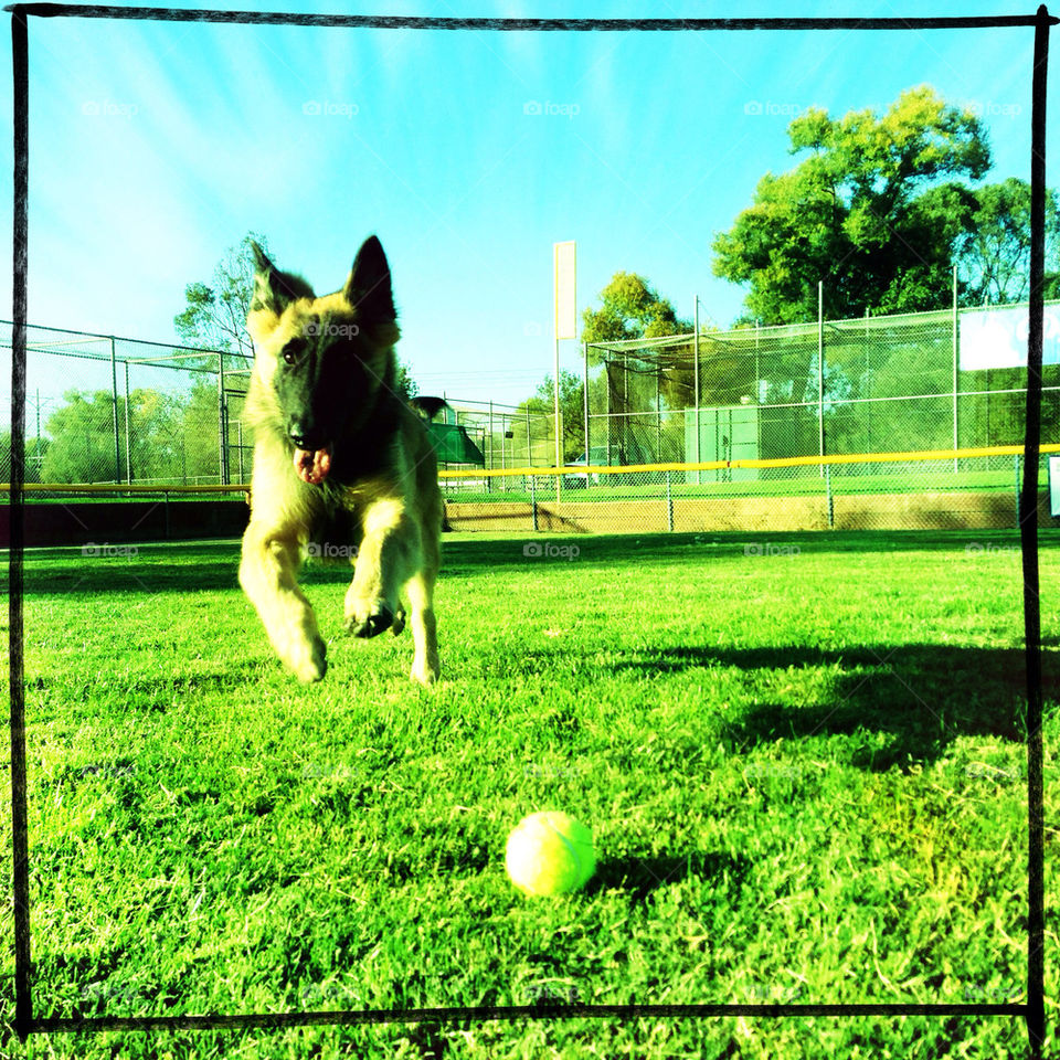 san diego grass puppy tennis by gatoritis