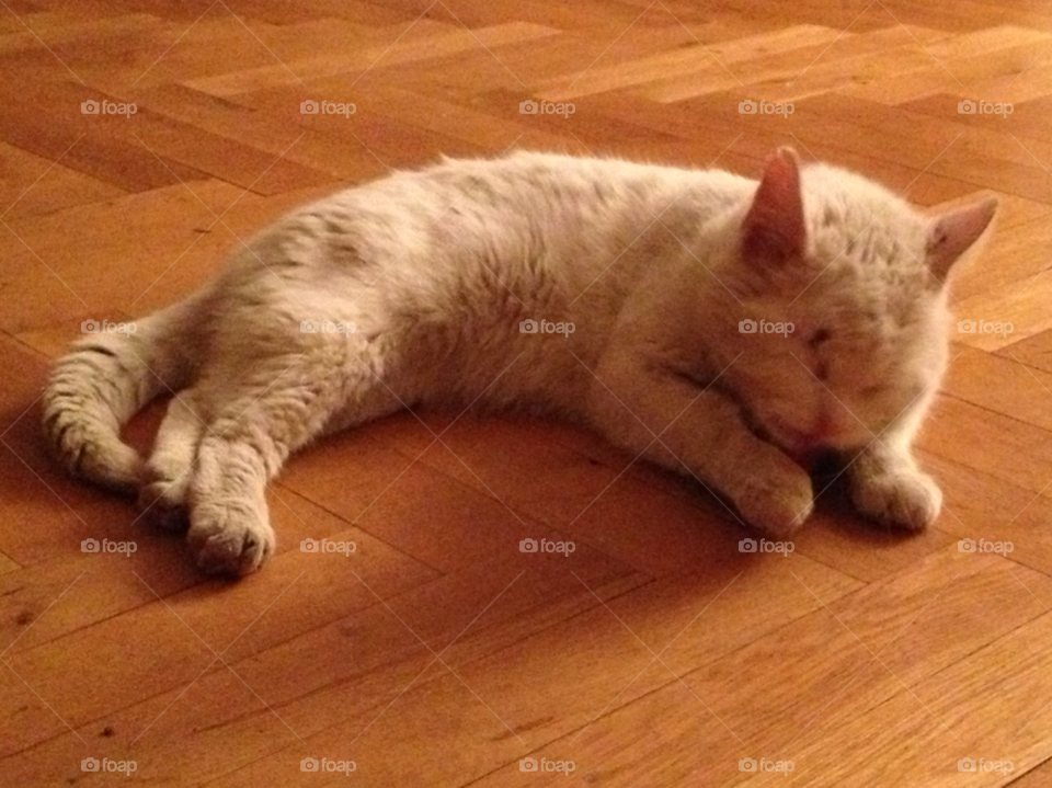 cat cats play fun by Iphonepic