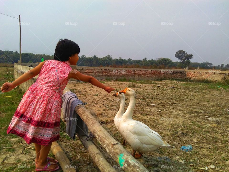 Child playing with swan