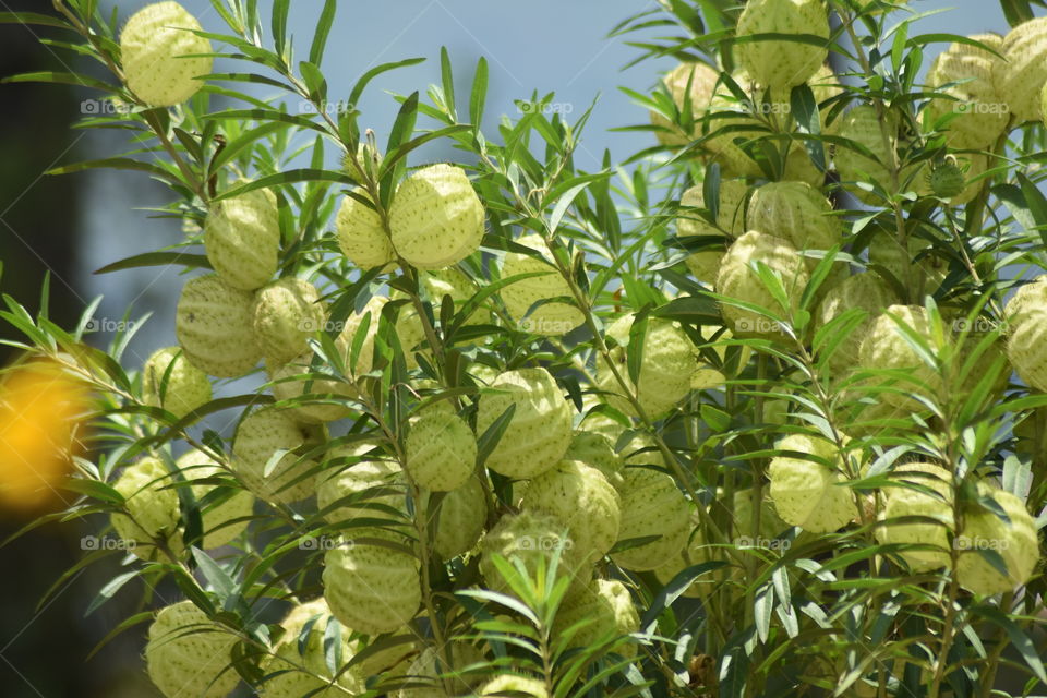 This is one of an unique  and Beautiful tree of flowers I met 😀