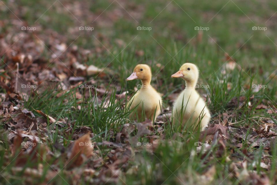 Ducks on a walk 