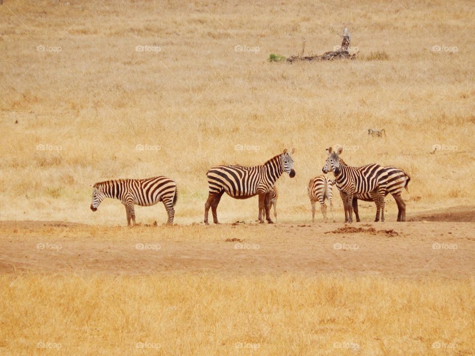 Zebras