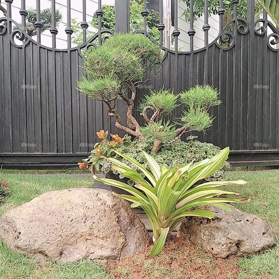 Mini garden - plants in the yard