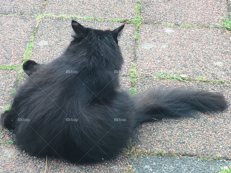 cat washes hair on the street