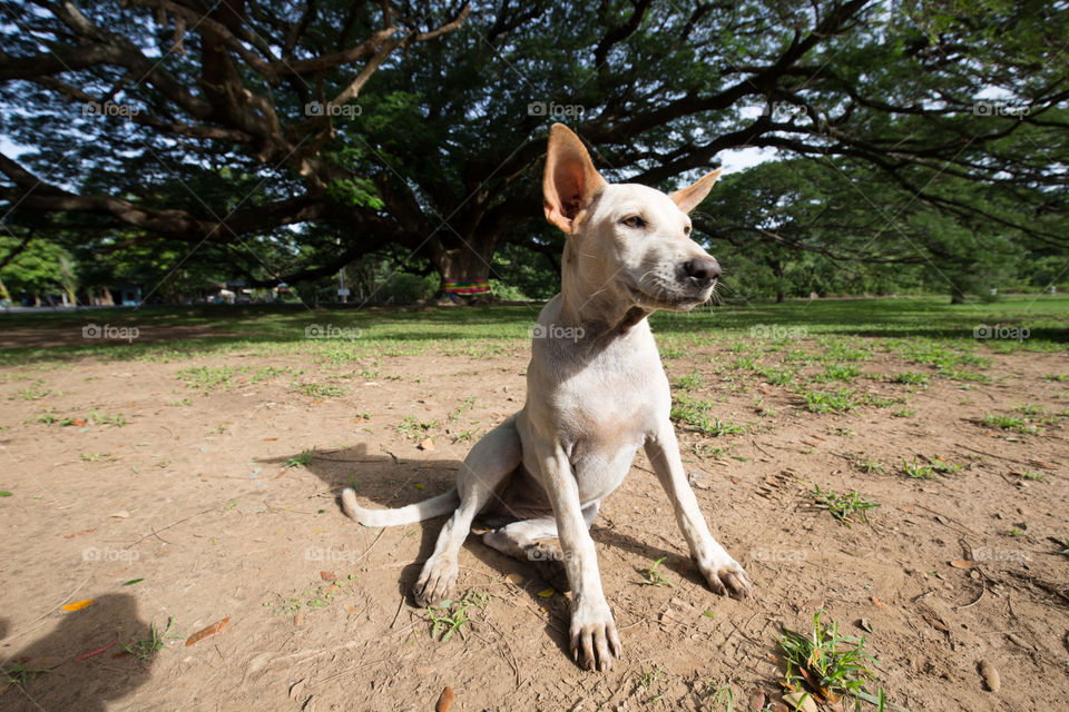 Dog in the big tree