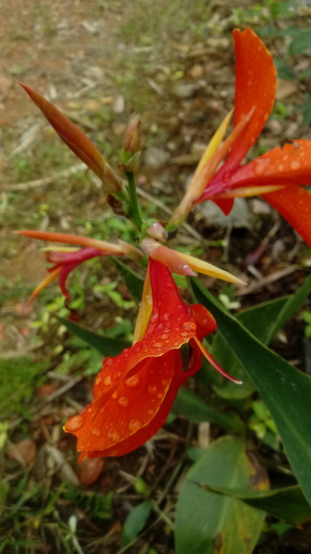 Nature Natural Garten Flora Flower Canna Flaccida L. Orange