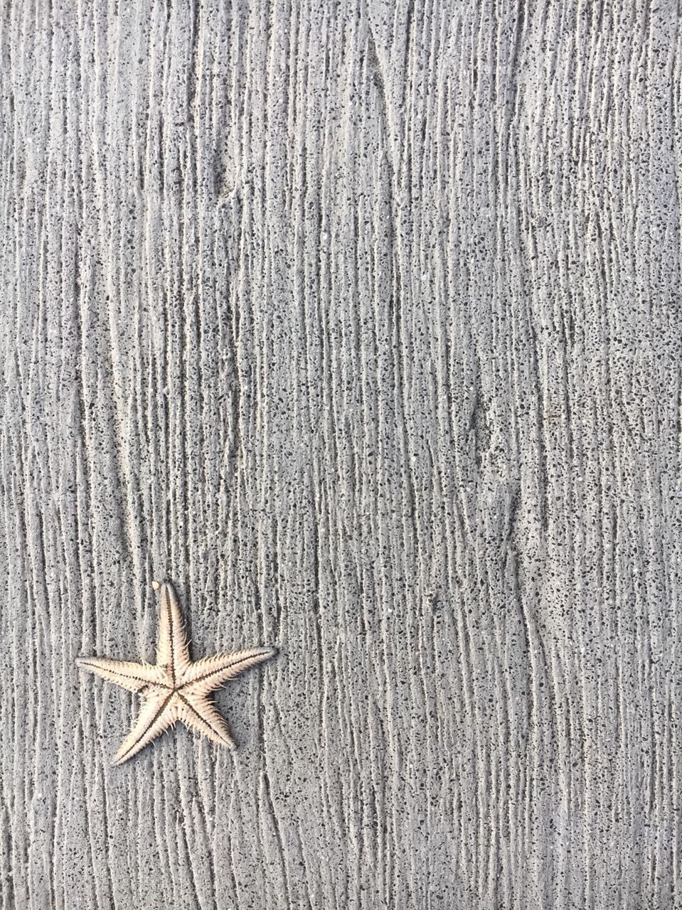 Starfish with wooden background 