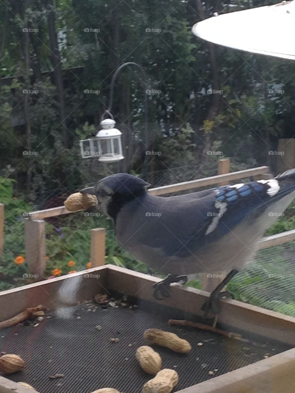 Beautiful bluejay