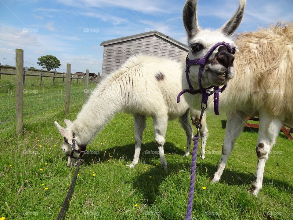 Lama walking tour 