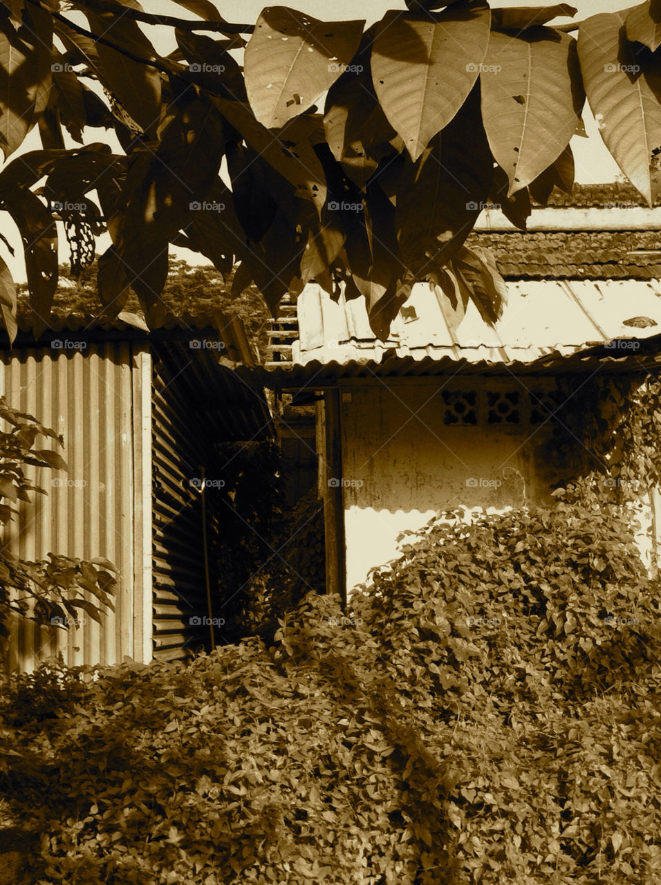 r jungle old hut by sarahf