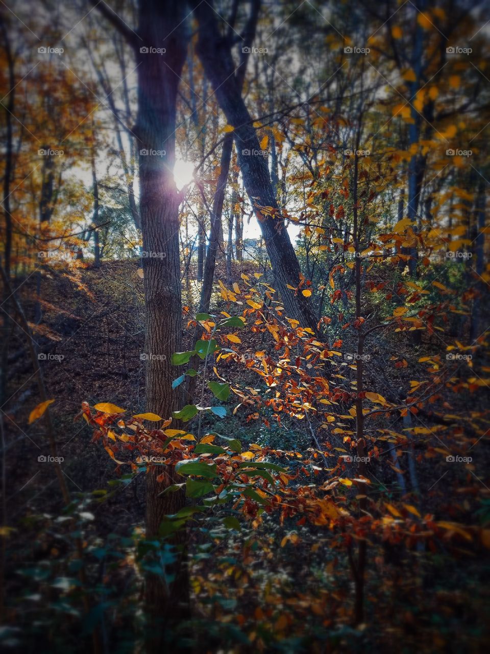Sunlight Between Trees