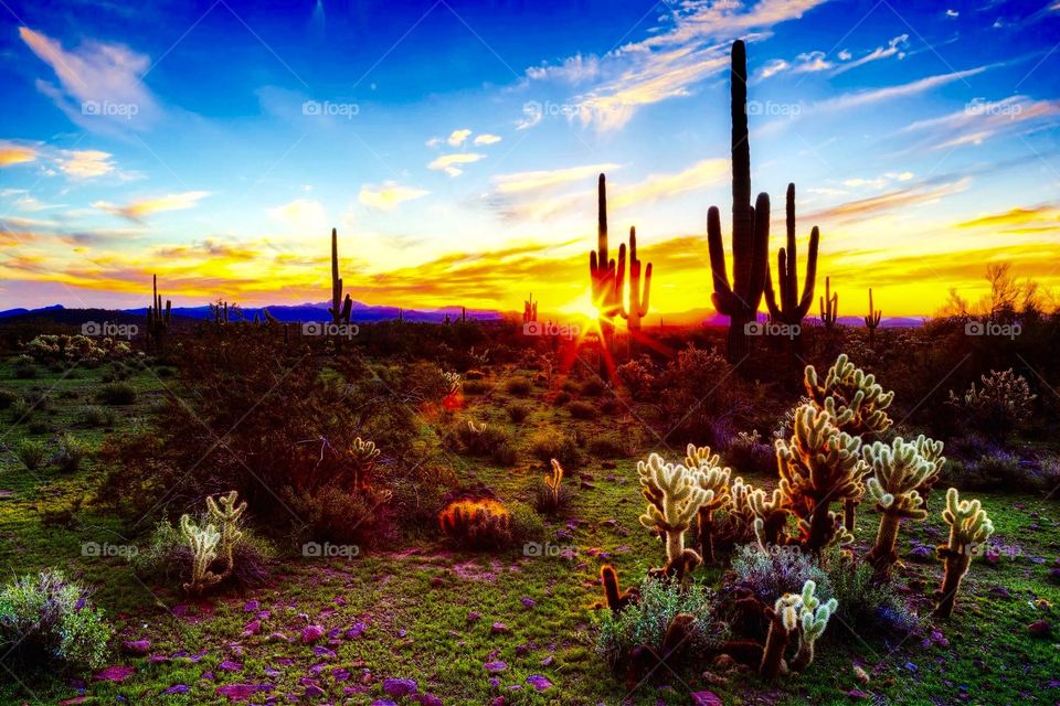 Desert Oasis. Beautiful Landscape