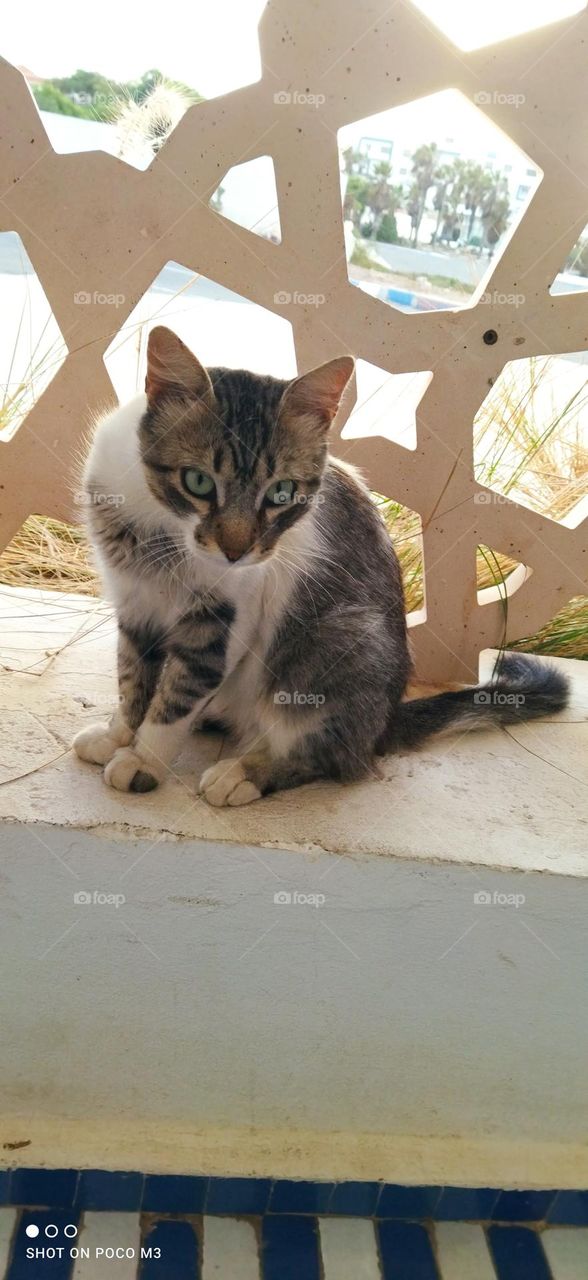 beautiful cat looking at camera.