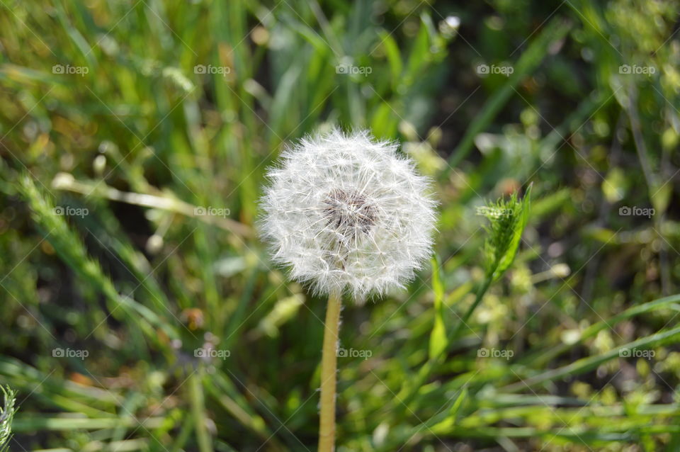 Dandelion