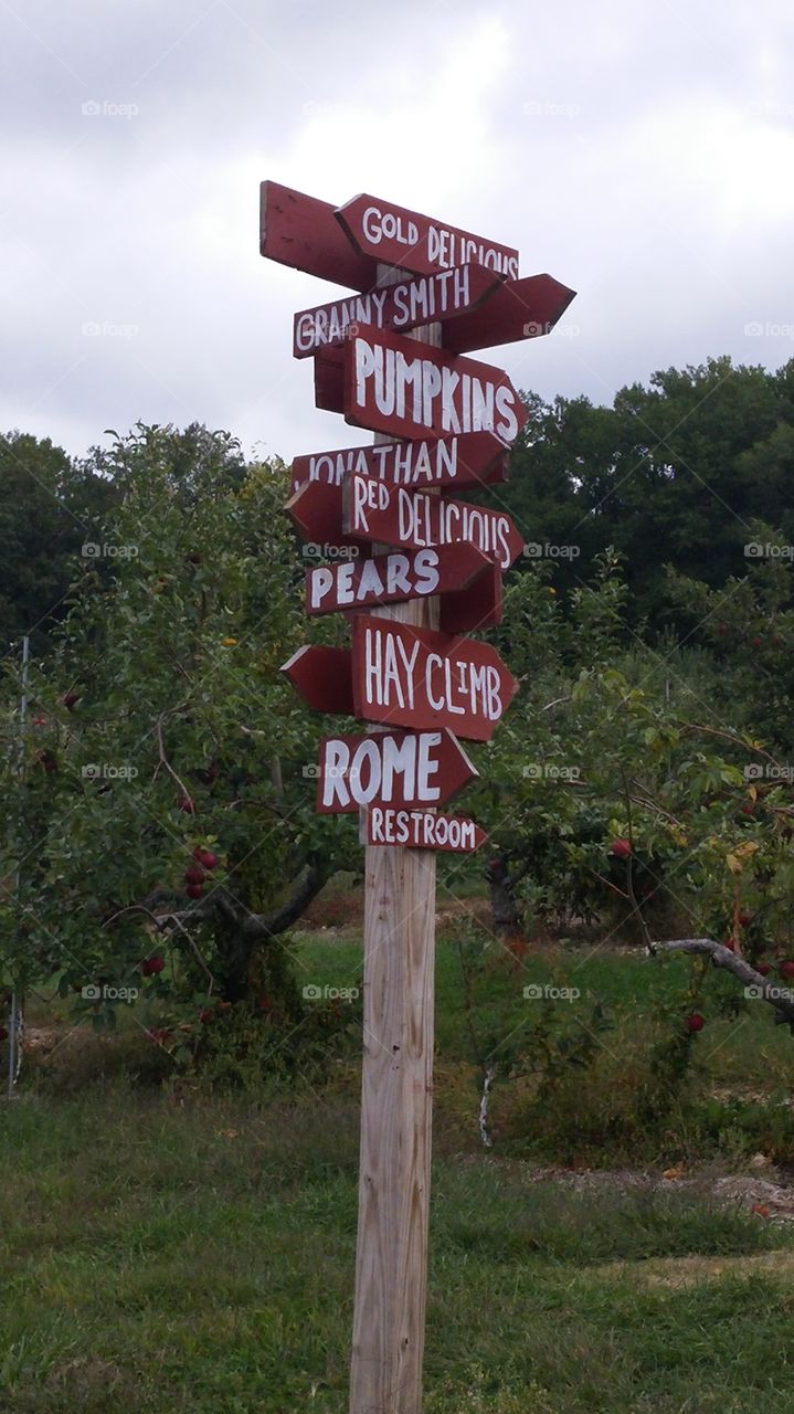 Apple picking. day at the orchard, boyertown, Pennsylvania