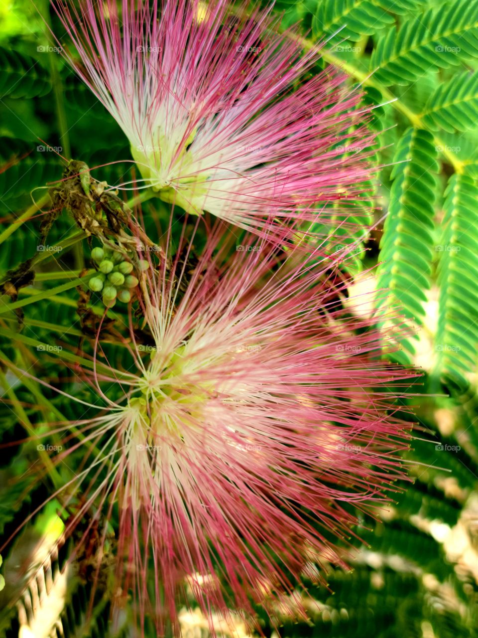 Mimosa tree bloom