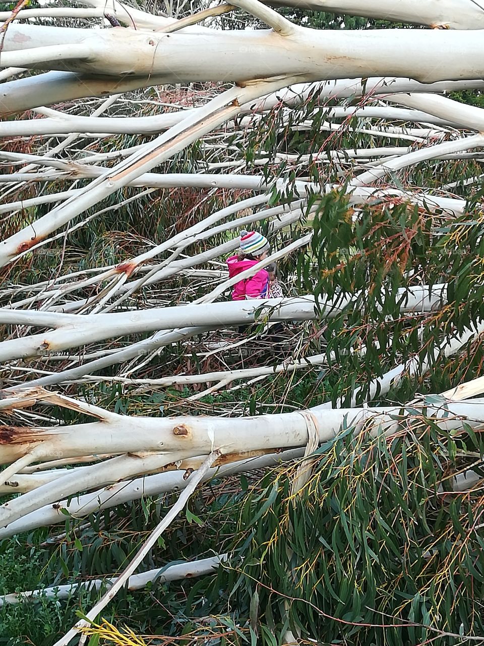 Little girl walking between fallen trees dressed with warm hat and pink jacket