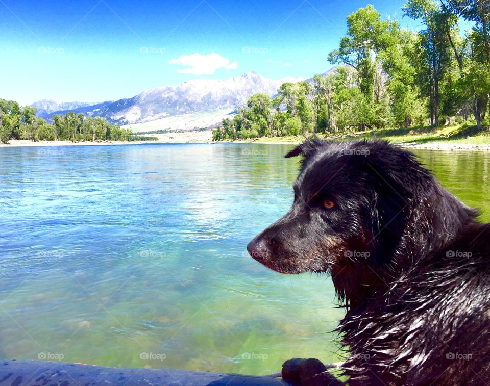 A beautiful day and perfect weather, with great friends and the perfectly mannered dog, rafting down the Yellowstone River in Montana. 
