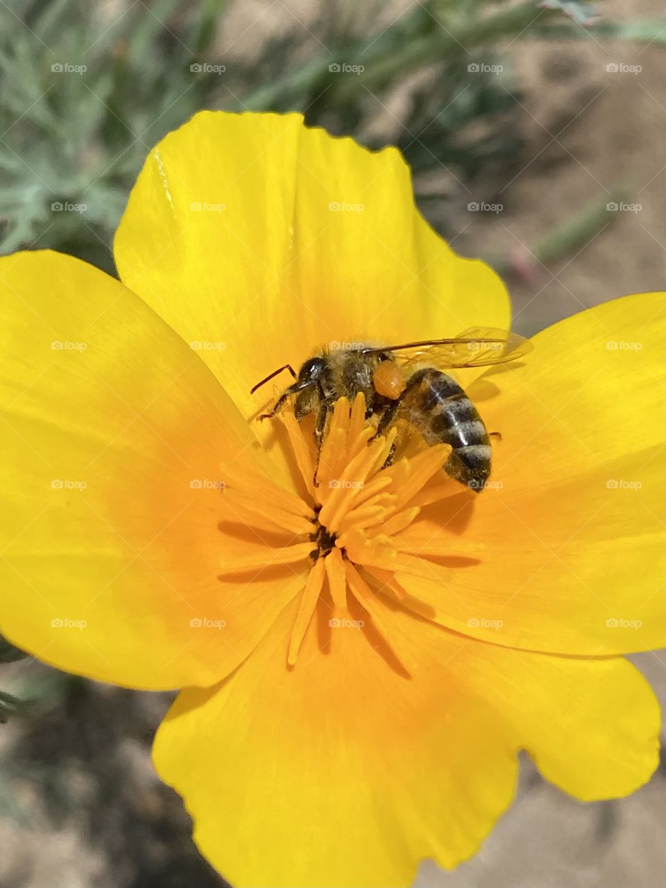 Bee on a California Poppy 