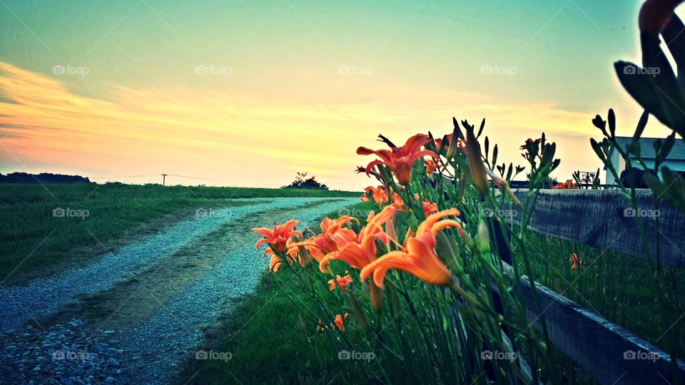 Sunset flowers