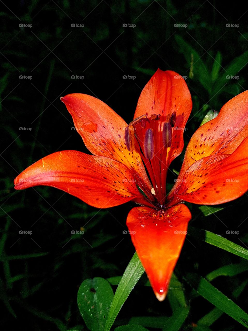 Lily from last summer