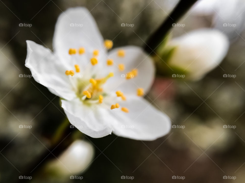 Spring Blossom