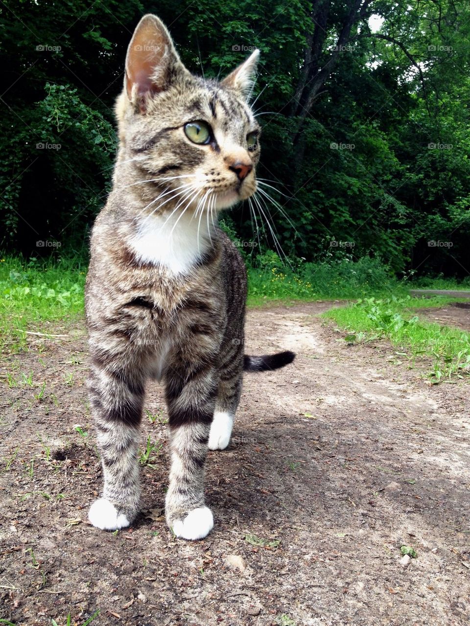 Standing cat looking away