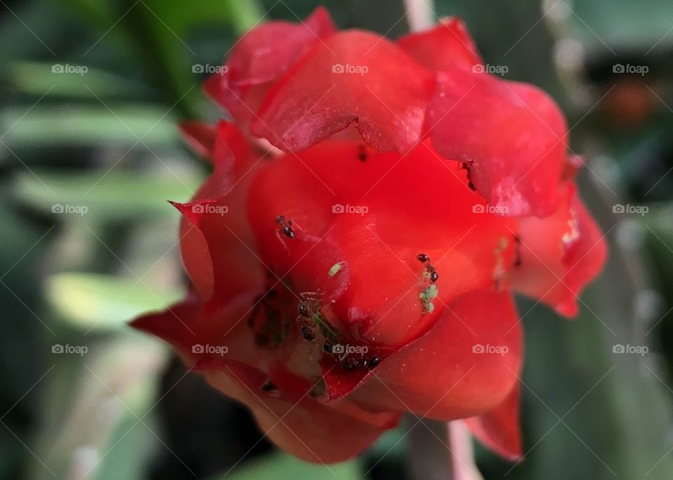 Ants nurturing their aphid colony on big red flowers. Ants eat the secretions of the aphids. Therefore they seem to farm and protect the aphids. This is a much more intelligent system than one would think. This can destroy gardens. 