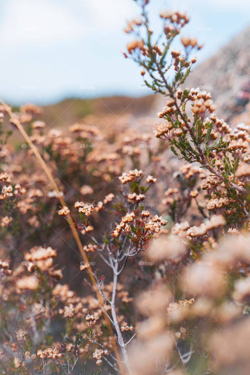 nature of Galicia