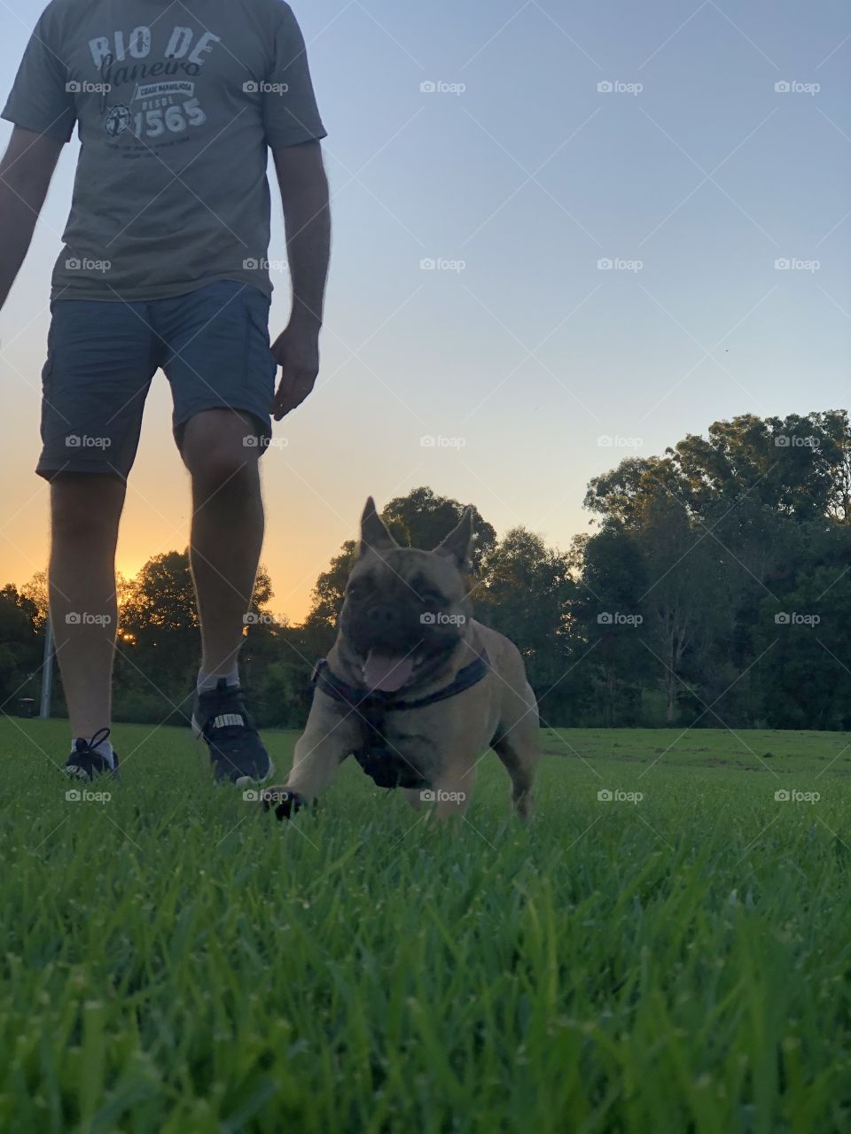 Joy of french bulldog running at the park with the owner 