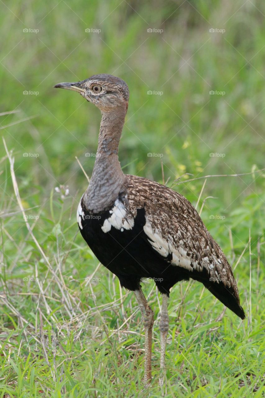 Bird in Kruger National Park