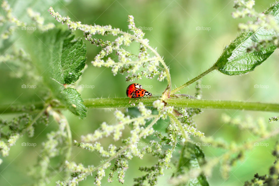 Ladybugs on plant stem in romantic scene