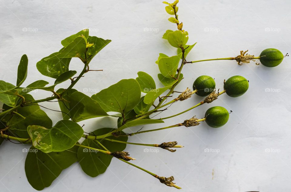 Vine With Fruit