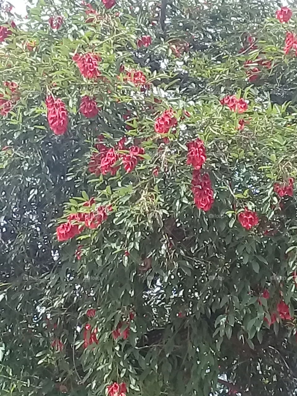 arbol de ceibo profusamente florecido, cuyas flores rojas se entremezclan con las hojas verdes produciendo una agradable vista.