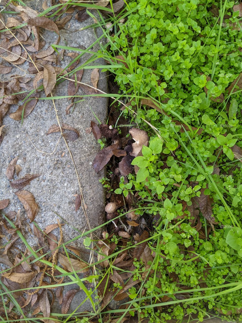 curbside shrooms