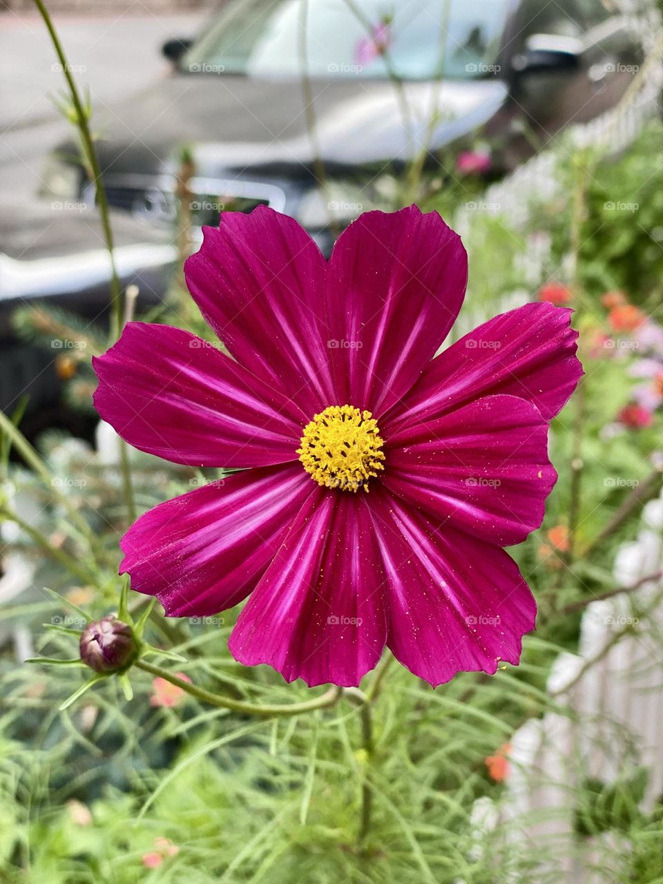 Beautiful purple flower in the garden 