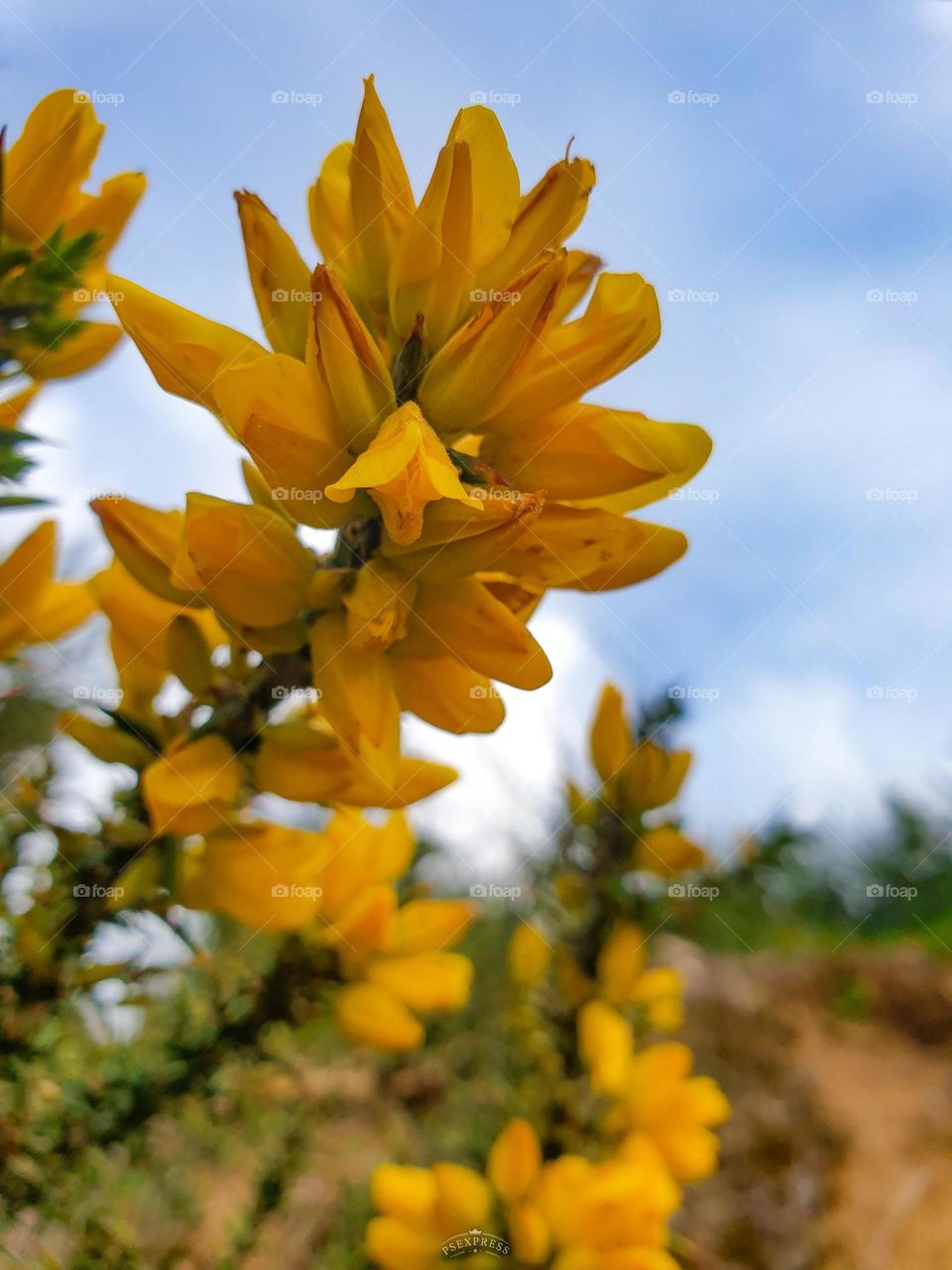 Yellow flower, coloful picture