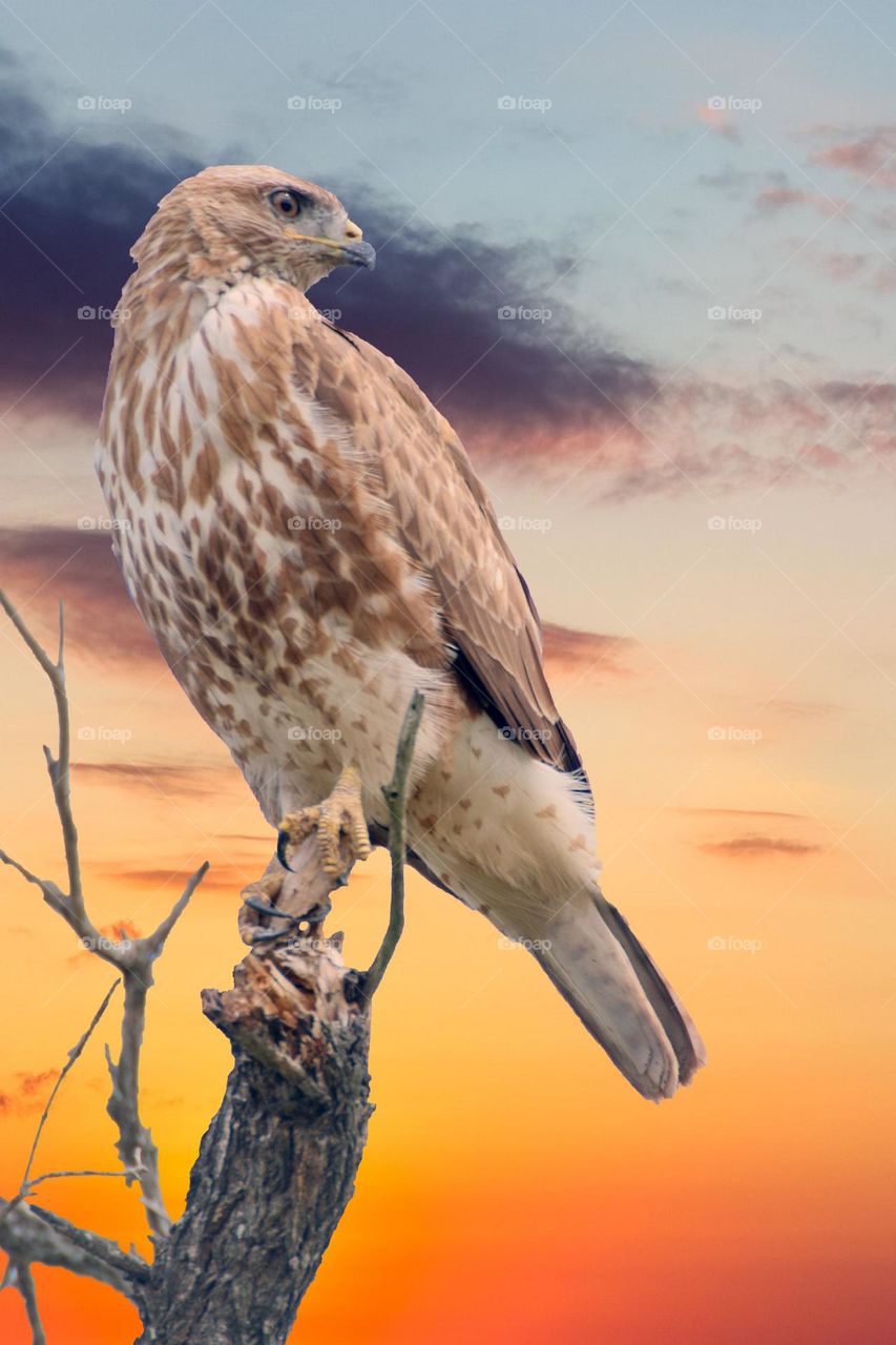 Beautiful and cute bird