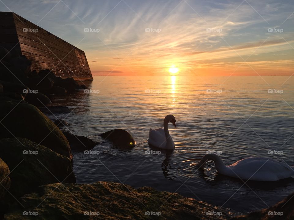 Swans in sunset 2, March 2016. Swan couple in sunset at Western Harbour, Malmoe, Sweden