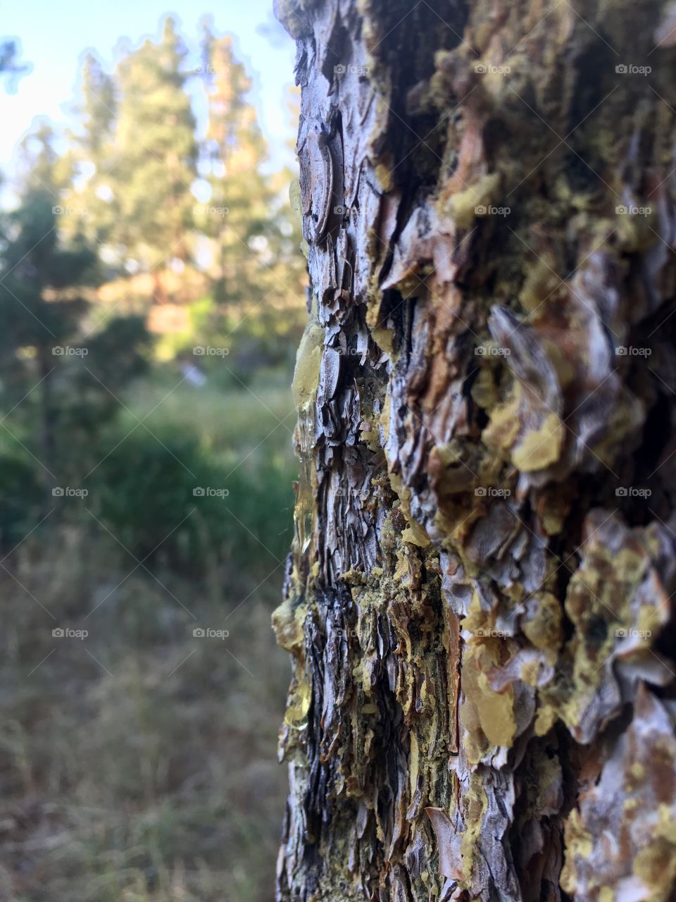 Tree sap