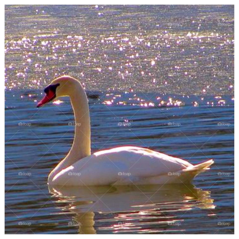 Sparkling Swan 