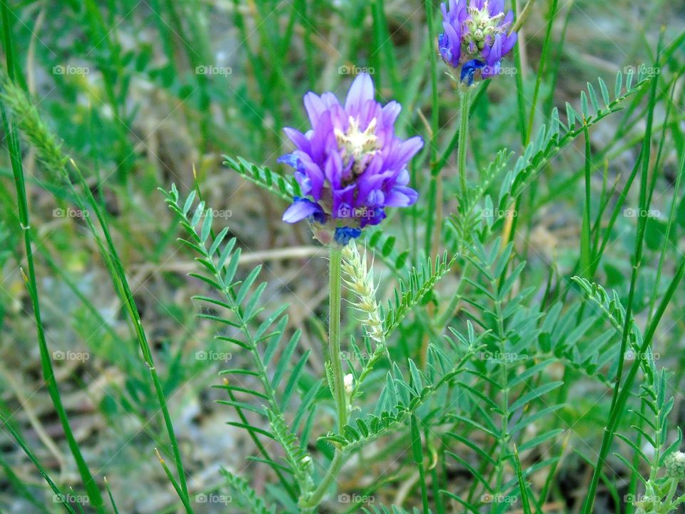 lilac flower in the field