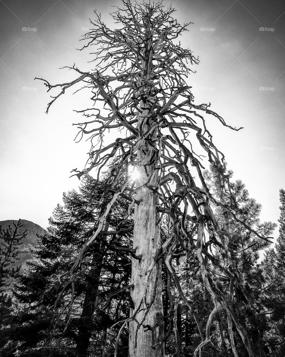 A large dramatic dead tree is silhouetted by the sun shining behind it.