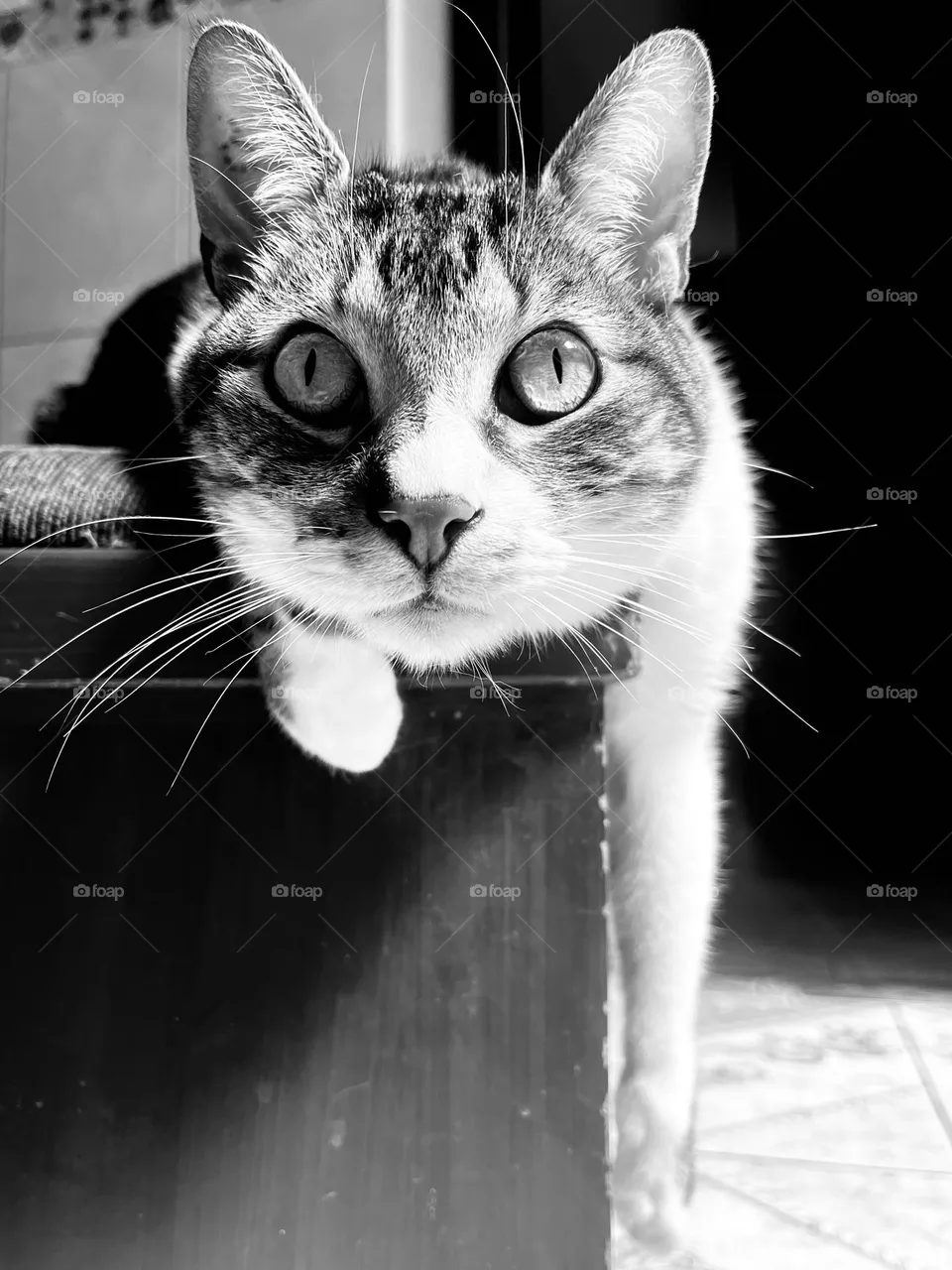 B&W cat