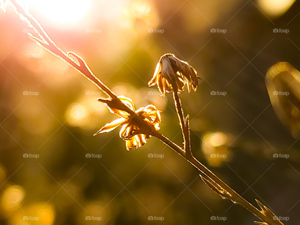 The beautiful golden sunset light illuminating remaining withering and browning wildflower buds post flowering.