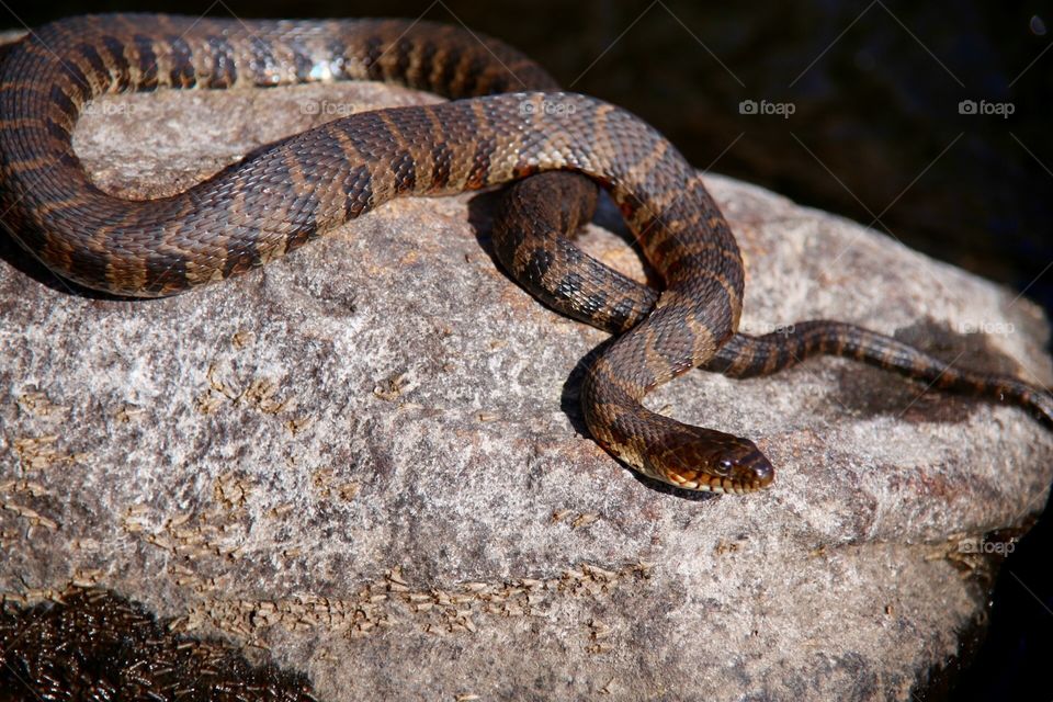 Northern water snake 